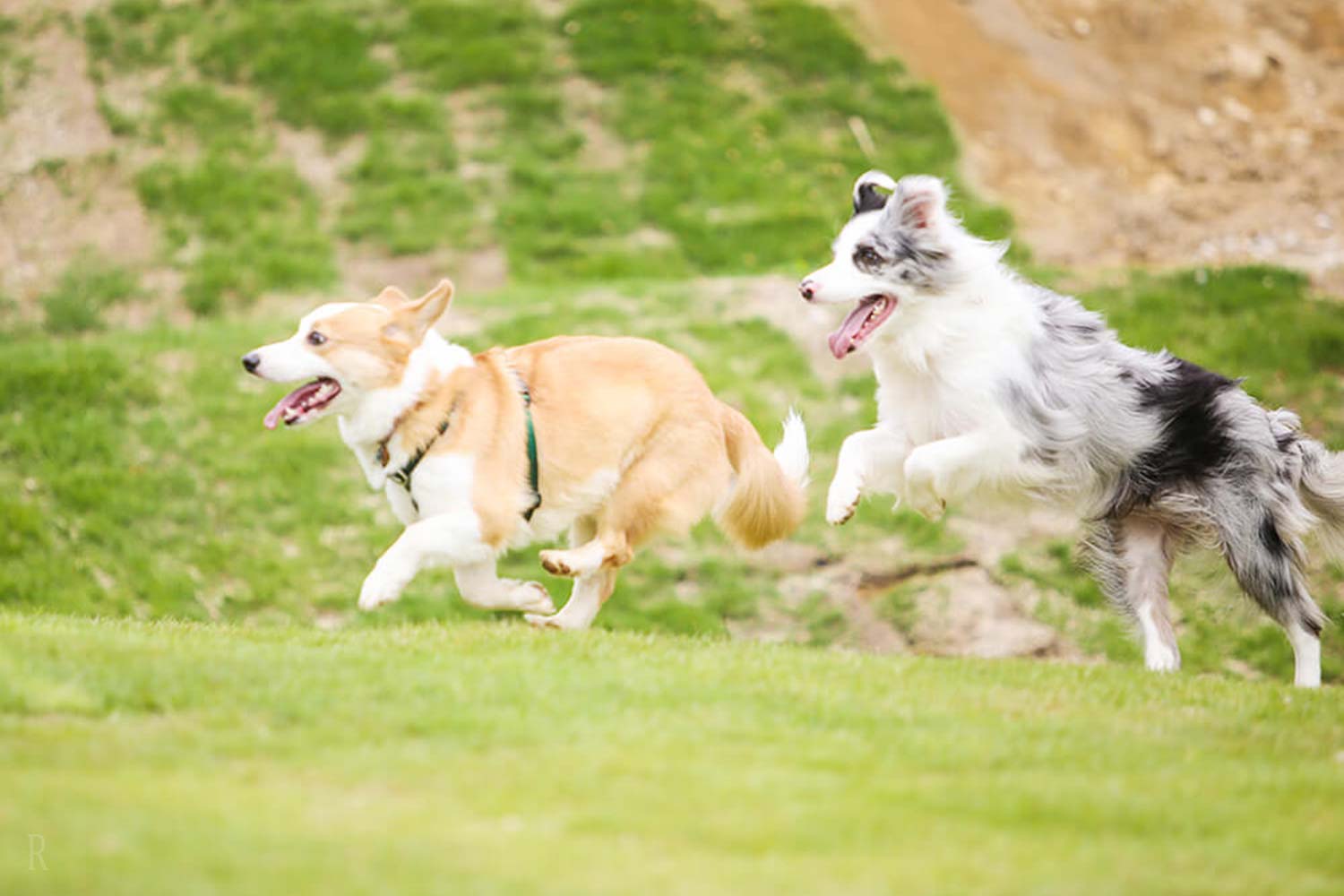 愛犬家に嬉しい！充実したドッグフレンドリーサービス